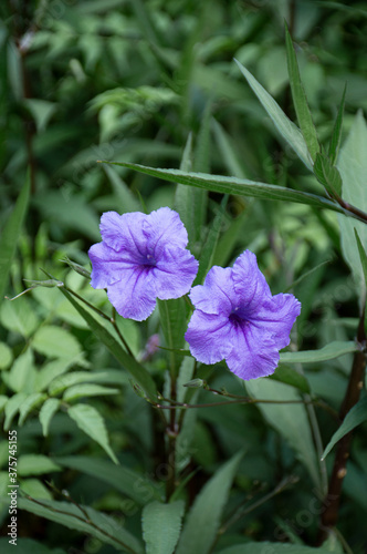 Two lilac Ruellia flowers with green leaves background