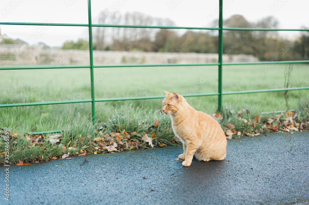 Ginger cat sitting on a pavement next to a green fence Ginger cat sitting on a pavement next to a green fence