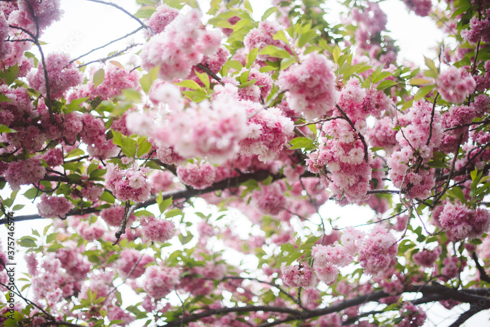 Beautiful spring cherry blossoms in the Brooklyn Botanic Garden Beautiful spring cherry blossoms in the Brooklyn Botanic Garden