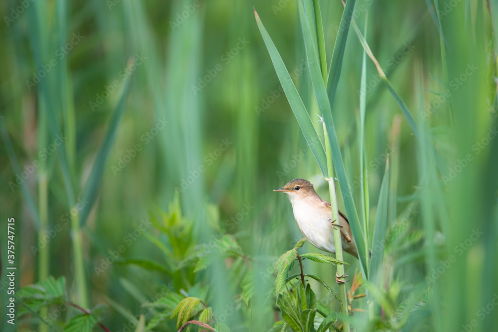 Eurasian reed warbler Eurasian reed warbler