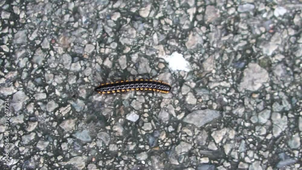 Slow motion of Polydesmida animal journey on asphalt road. Slow motion of Polydesmida animal journey on asphalt road.