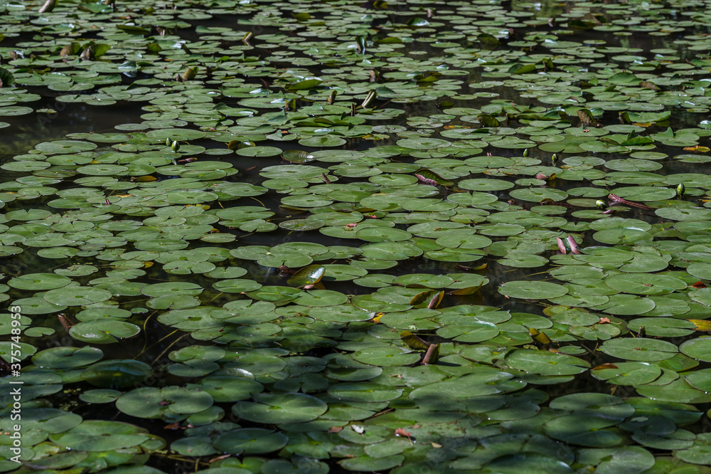 Field of water lily leafs in Japan. Field of water lily leafs in Japan.