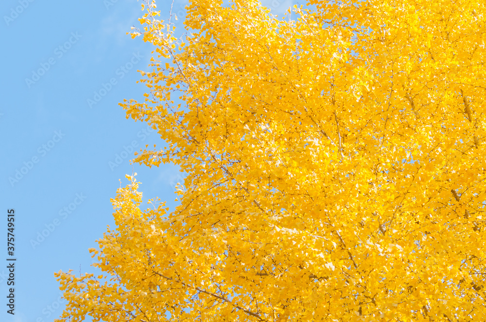 Autumn leaves in Kyoto