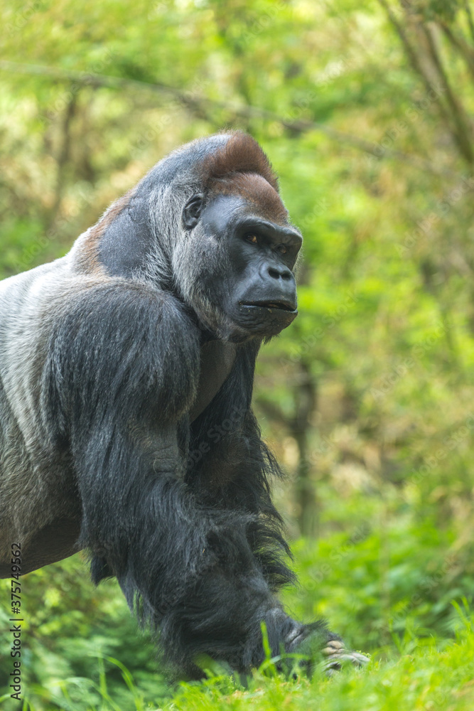 Silverback gorilla in the forest Silverback gorilla in the forest