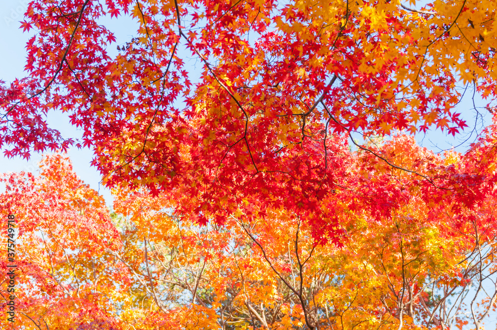 Autumn leaves in Kyoto Autumn leaves in Kyoto