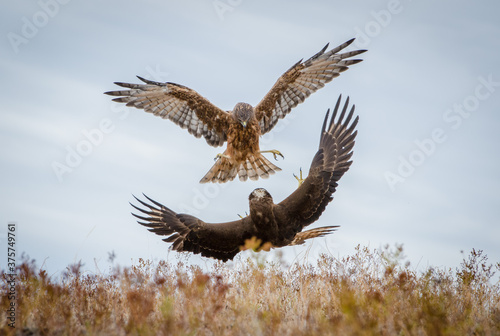 Wild hawks fighting New Zealand Kahu