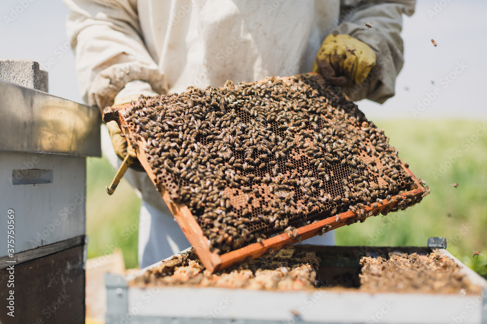 Beekeeper harvesting honey Beekeeper harvesting honey