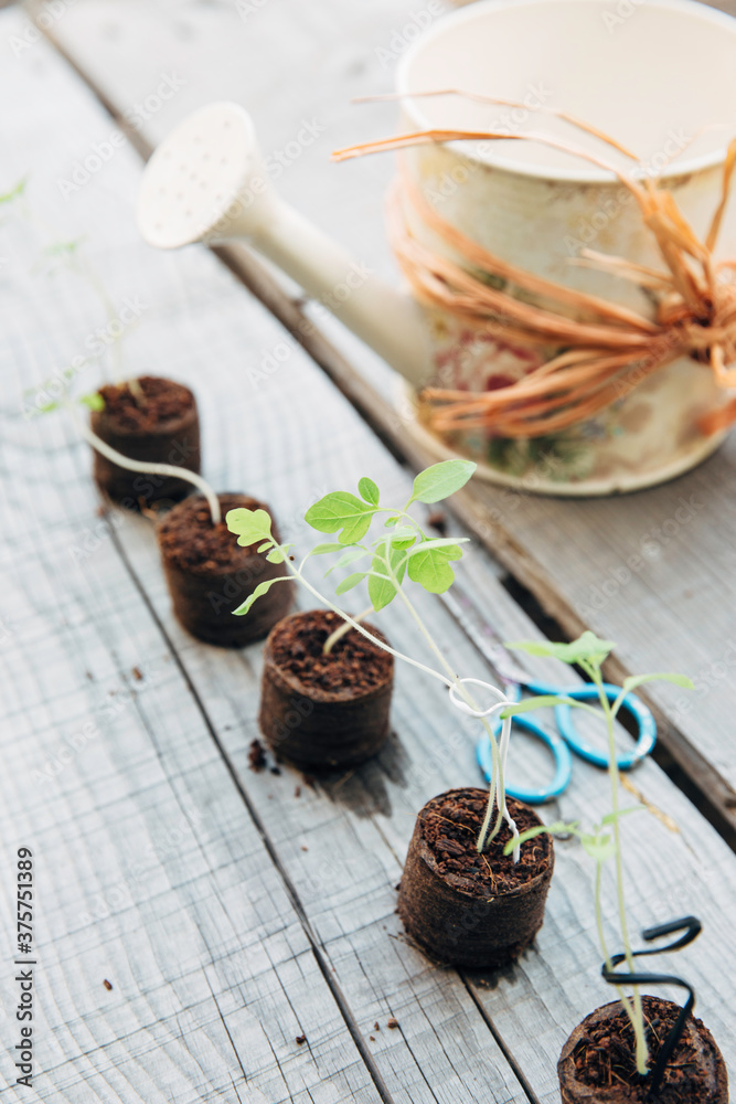 Sprouts in a row with a watering can Sprouts in a row with a watering can