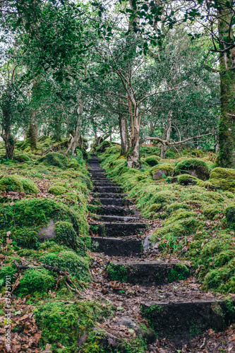 Stone staircase through Tomies Wood photo