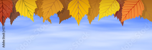 Autumn birch leaves on sky background, vector illustration