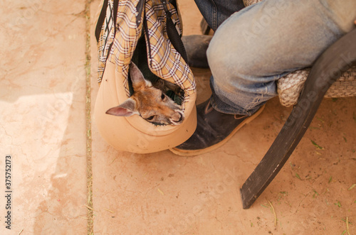 Orphaned Kangroo Joey in artificial pouch photo