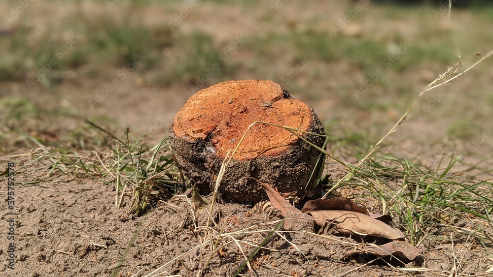 Fresh cut tree stump Fresh cut tree stump