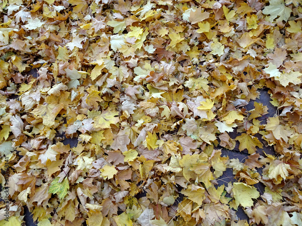 carpet of autumn yellow orange red fallen maple leaves carpet of autumn yellow orange red fallen maple leaves