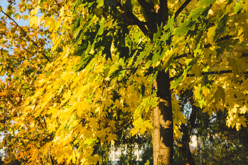 Autumn colorful yellow and orange leaves in park. Beautiful yellow maple leaves on sunny day and blurry background. Golden autumn in city park. Close up, macro shot. Fall Scene.