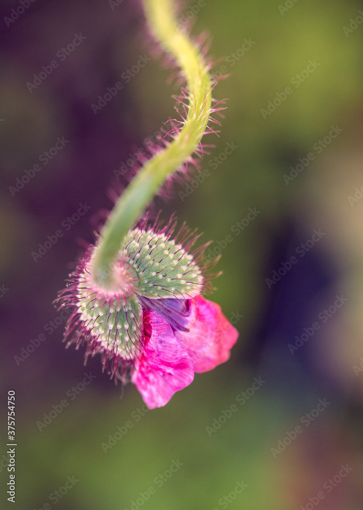Poppy about to bloom Poppy about to bloom