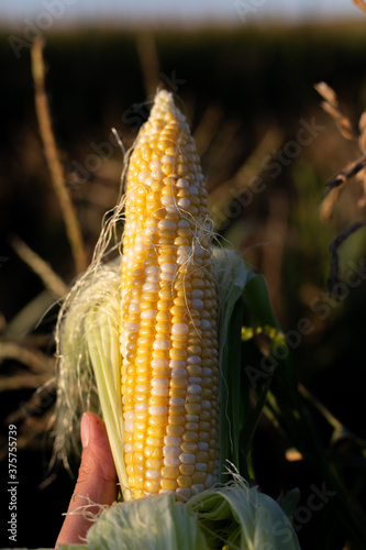 corn in the corn field