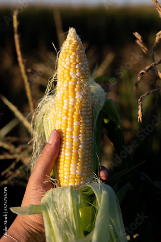 corn in the corn field