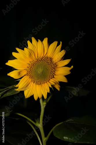 sunflowers keep blooming on rainy nights at night