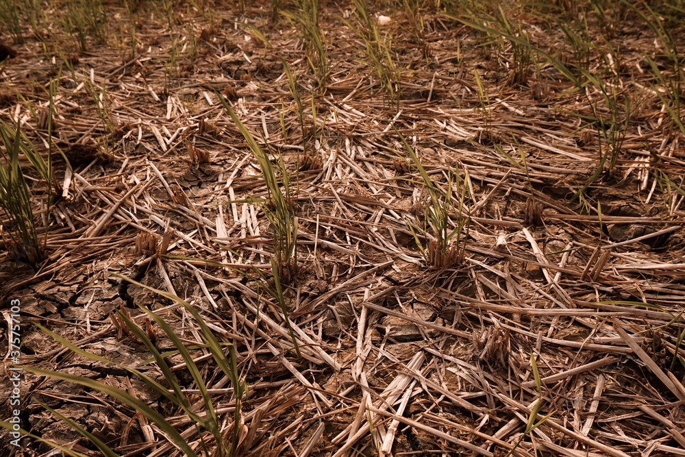 Dry and cracked soil after harvesting. Climate change concept, nature background
