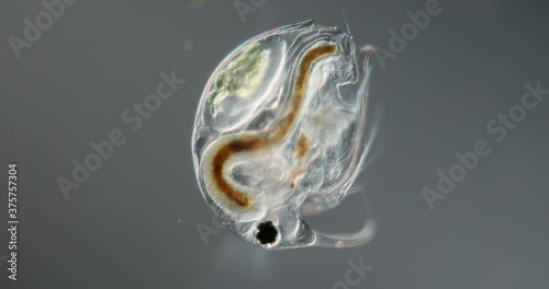 Water flea with embryo and antennae at high magnification in the water drop photo