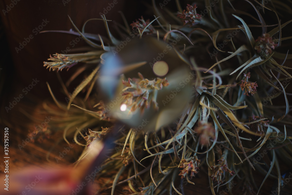 Air Plant Magnification Air Plant Magnification