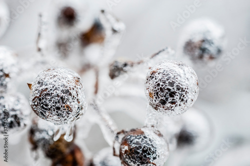 Ice Storm