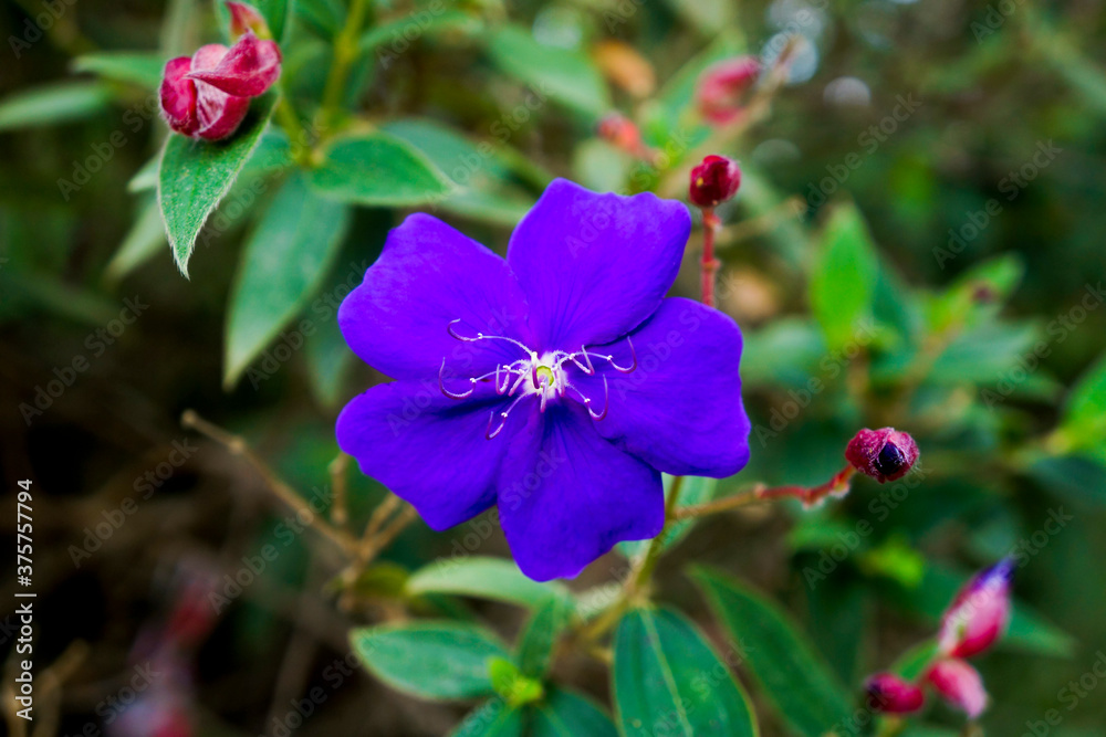 Obraz premium purple flower