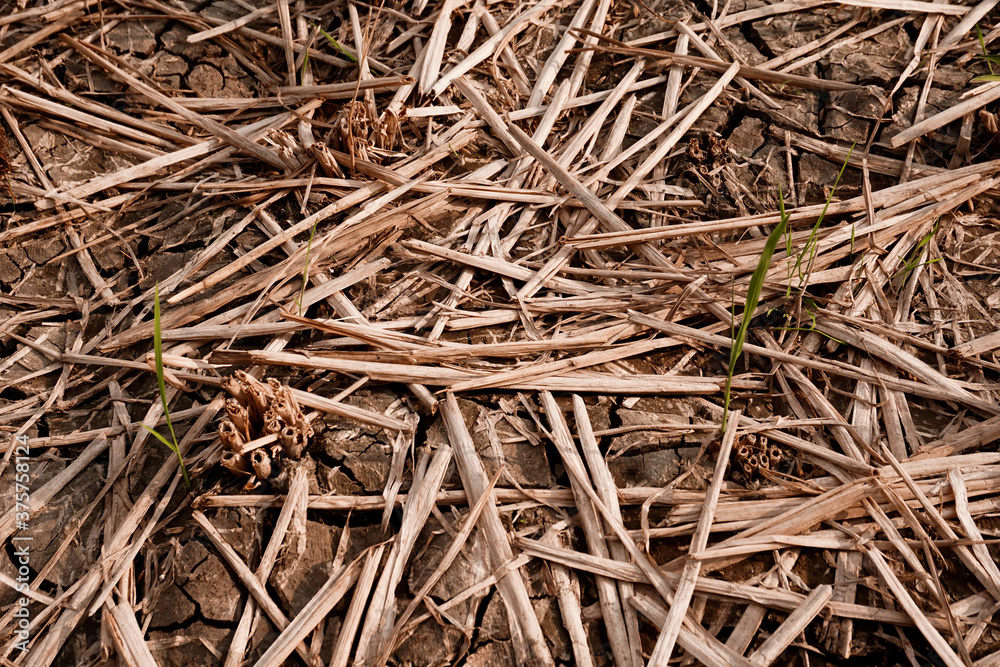 Dry and cracked soil after harvesting. Climate change concept, nature background Dry and cracked soil after harvesting. Climate change concept, nature background