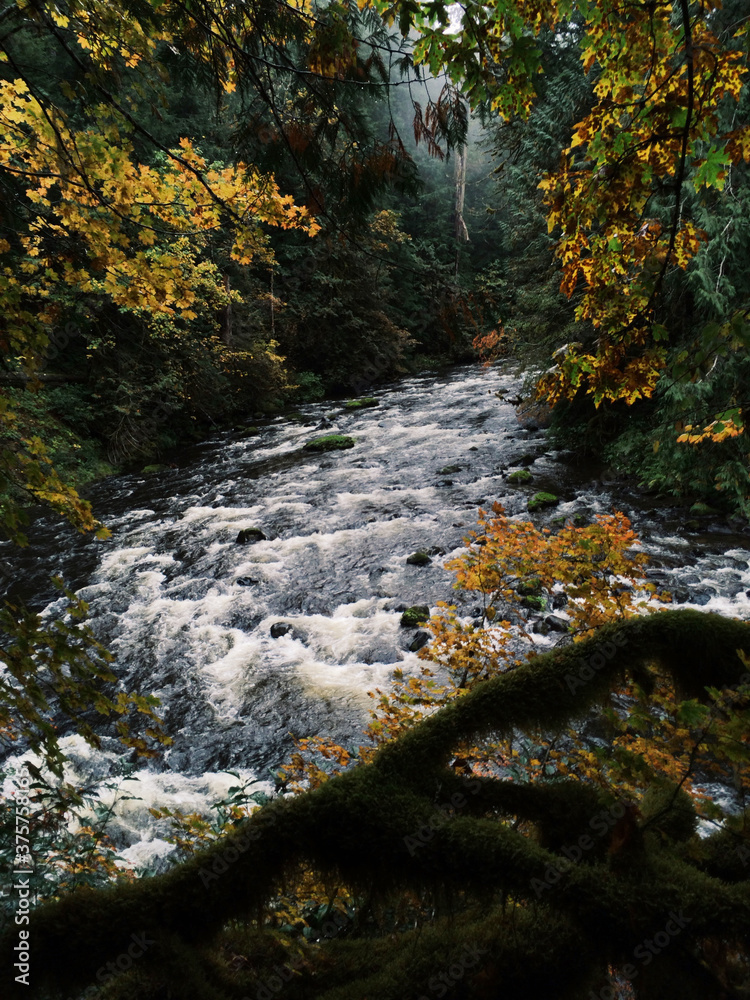 Creek Framed With Leaves Creek Framed With Leaves