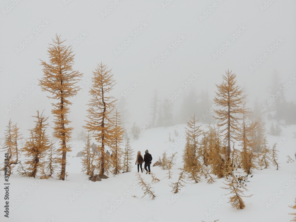 Couple Walking Through Larch Trees