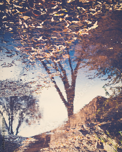 Trees Reflected in A Creek Full of Leaves photo