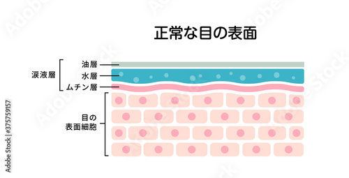 健康な目の表面断面図イラスト
