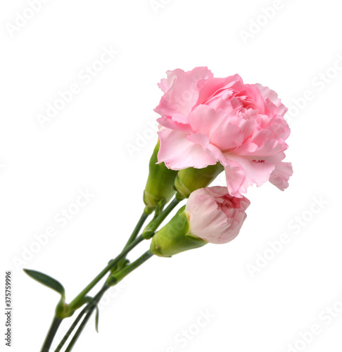 the long stem carnations gift on white