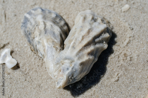 Two oyster shells fused together to make the shape of a heart