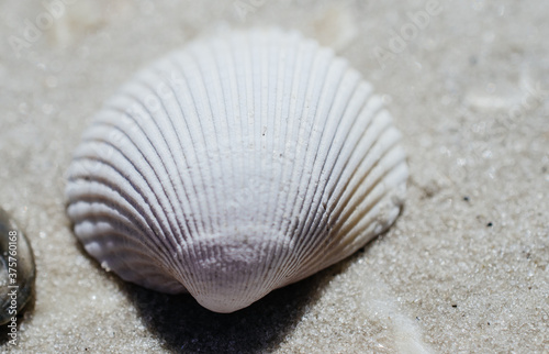 Beautiful textured sea shell lies on a sandy beach