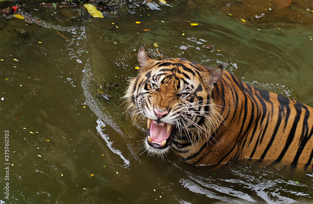 Fototapeta premium tiger in water