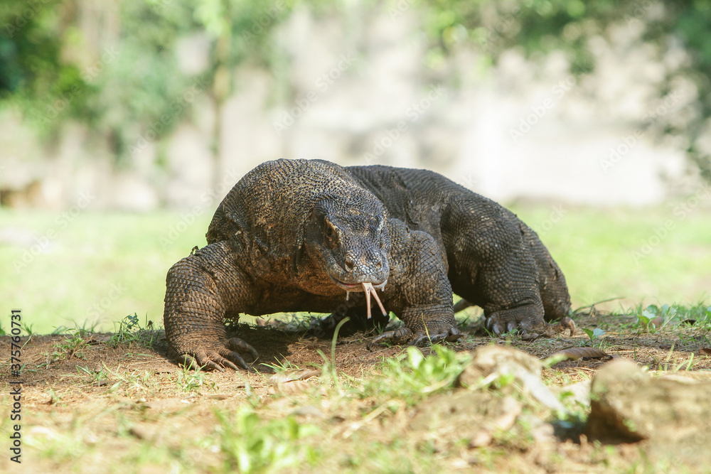 Obraz premium Komodo dragon on grass