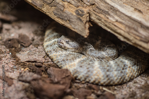 Milos viper snake (Macrovipera schweizeri) photo