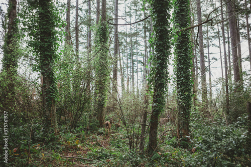 Wallpaper Mural two small dear hiding in ivy covered forest trees Torontodigital.ca