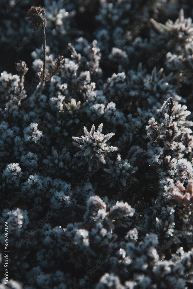 Frosted Gorse Frosted Gorse