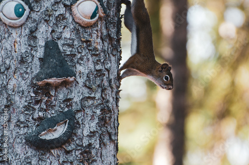 American Tree Squirrel climbing down a tree trunk decorated with a smiling face at Duck Mountain Provincial Park, Manitoba, Canada photo