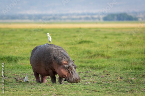 Bilde på lerret Adult hippo standing on green grass grazing with white cattle egret on its back