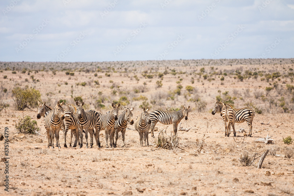 Zebras in the savannah Zebras in the savannah