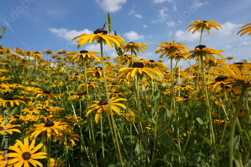 field of yellow flowers