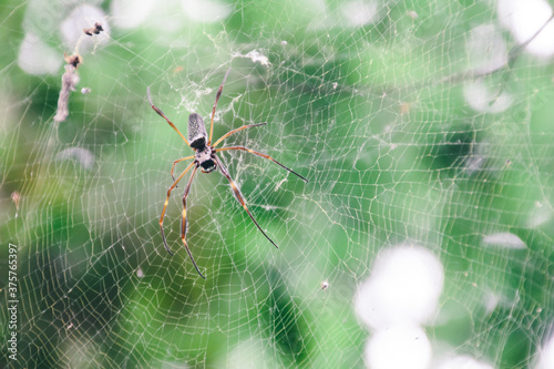 Spider on web photo