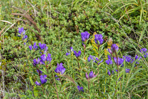 自生するエゾリンドウ（Gentiana triflora var. japonica）／浄土平（福島県）