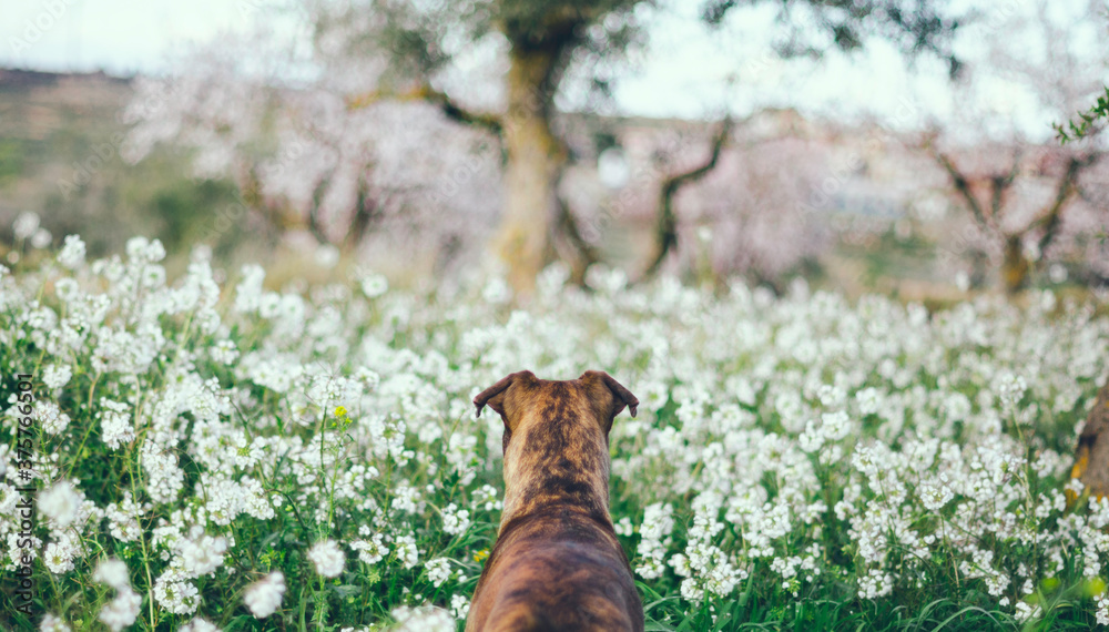 Portrait of a boxer dog in the middle of a field of white flowers, in spring. Portrait of a boxer dog in the middle of a field of white flowers, in spring.