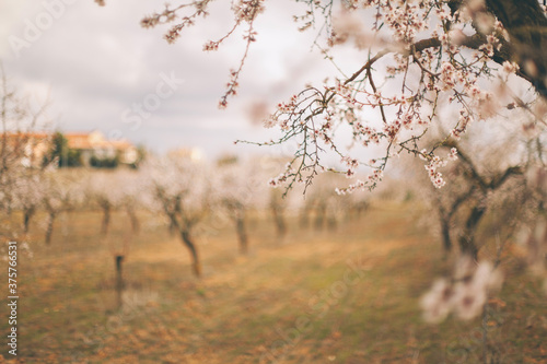 First almond trees blooming in the field in spring. photo