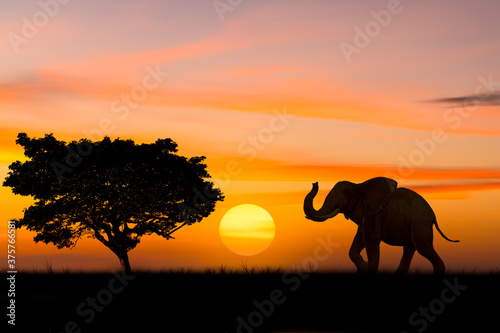 Silhouette elephant standing nearly big trees in safari with beautiful sunset twilight sky background © APchanel
