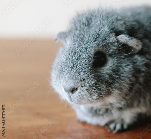 A grey guinea pig photo